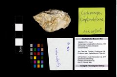 Foto (Objekt + Etikett) von Cycloprosopon complanatiforme (Moericke, 1889)  (NHMW-GEO-1990-0041-2719)